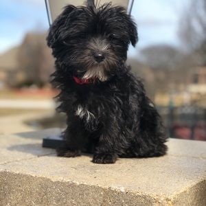 Meet your Posher, Riley